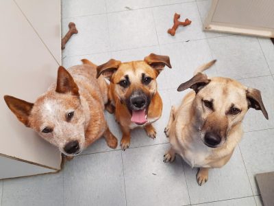 doggy-daycare-friends Doggy friends at doggy daycare