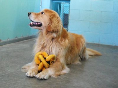 golden Golden retriever at boarding kennel abbotsford