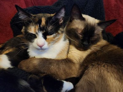 cats