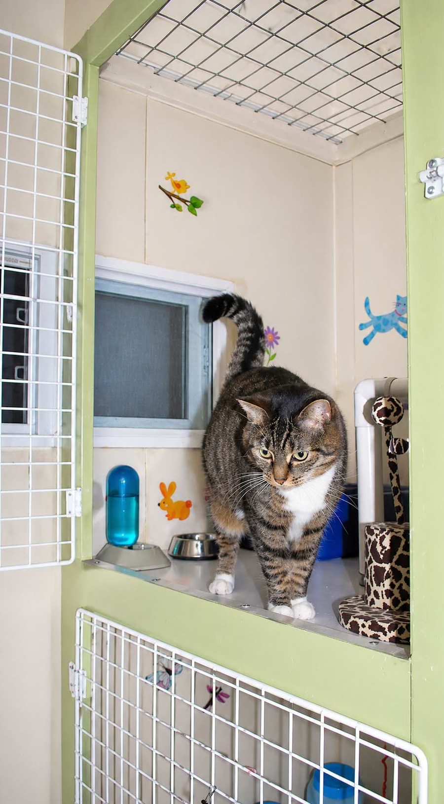 Happy cat in boarding