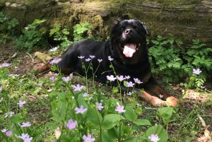 Rottweiler Gruff