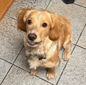 Steve & Christy's Spaniel