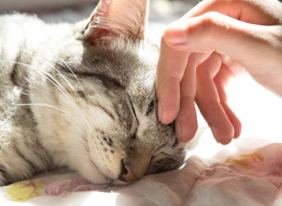 grey tabby being petted